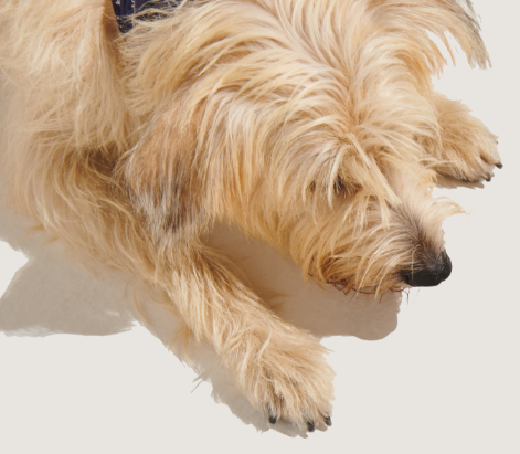 loading-dog