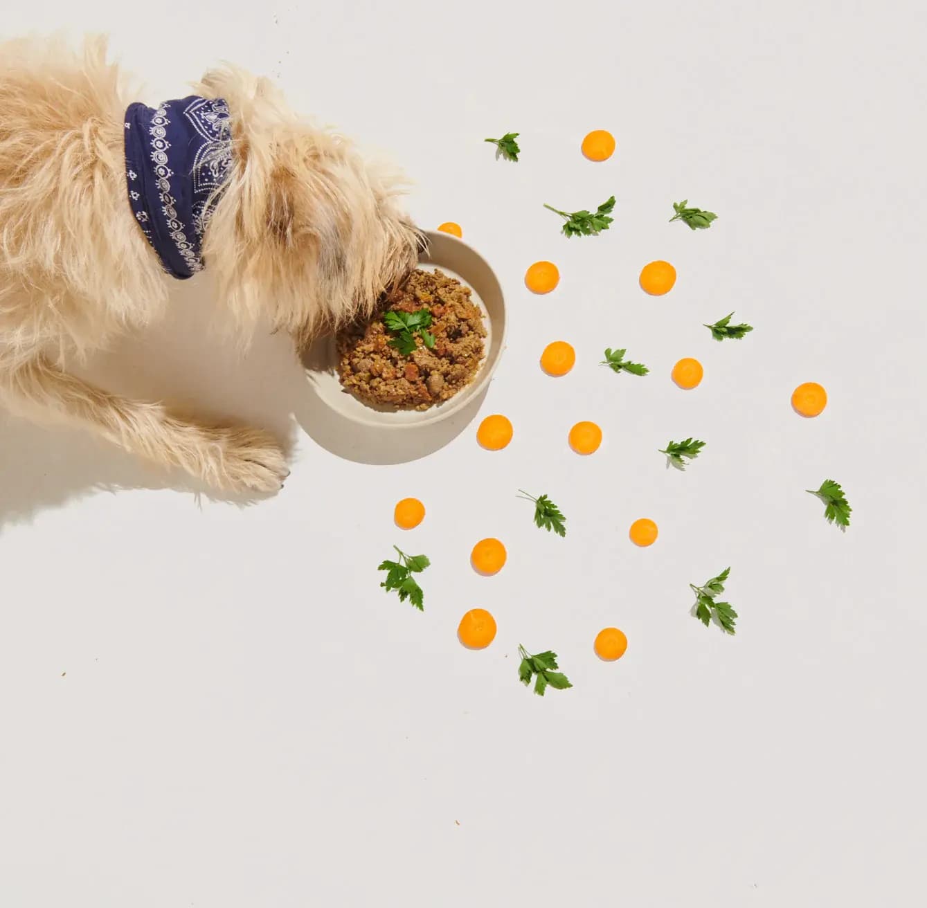 Cachorro chihuahua comendo alimentação natural em uma tigela