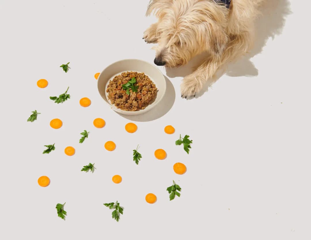 Cachorro chihuahua comendo alimentação natural em uma tigela
