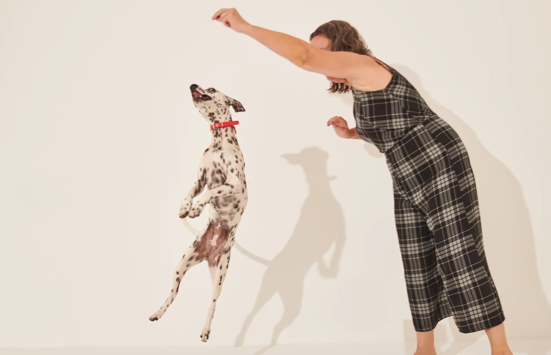 Nutrição inteligente: alimentação natural no controle da obesidade canina