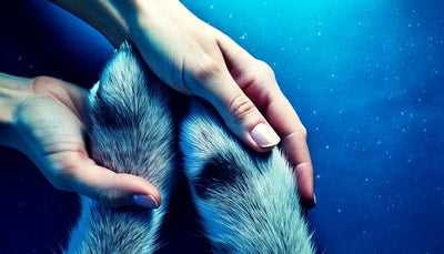 Como Criar uma Rotina Saudável que Inclua seu Pet